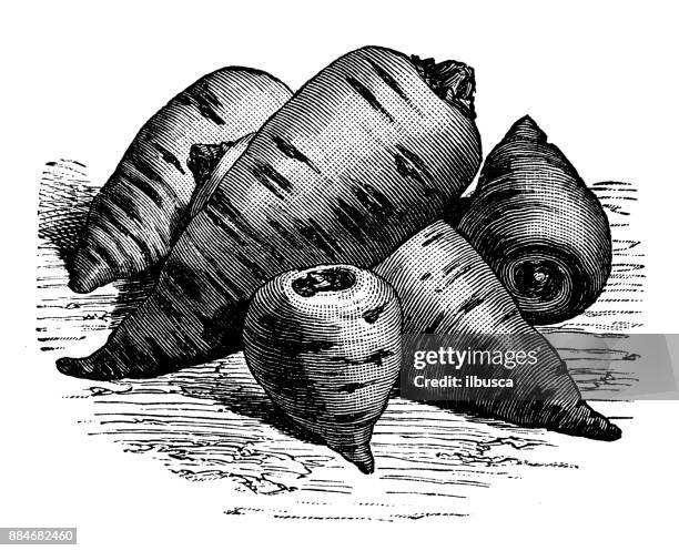 botany vegetables plants antique engraving illustration: tuberous rooted chervil - chervil stock illustrations