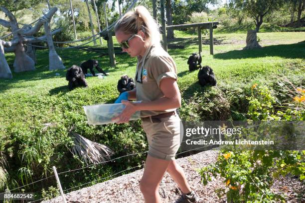 Zoo keeper feeds chimpanzes at the Miami zoo on November 19, 2017 in Miami, Florida.