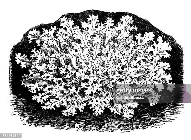 植物學蔬菜植物仿古雕刻插圖: 苣 - endive 幅插畫檔、美工圖案、卡通及圖標