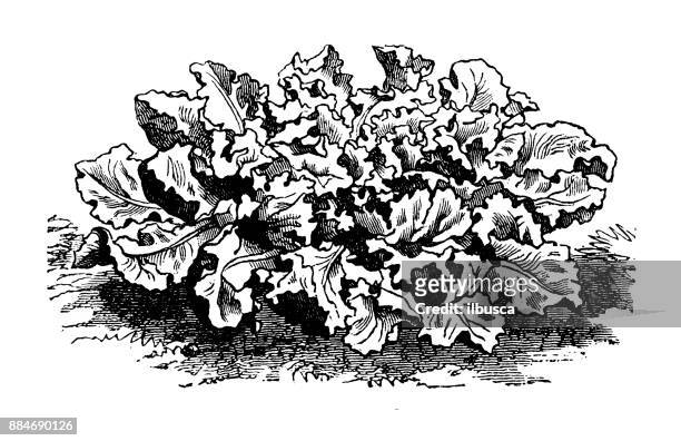 植物學蔬菜植物仿古雕刻插圖: 巴達維亞苣 - endive 幅插畫檔、美工圖案、卡通及圖標
