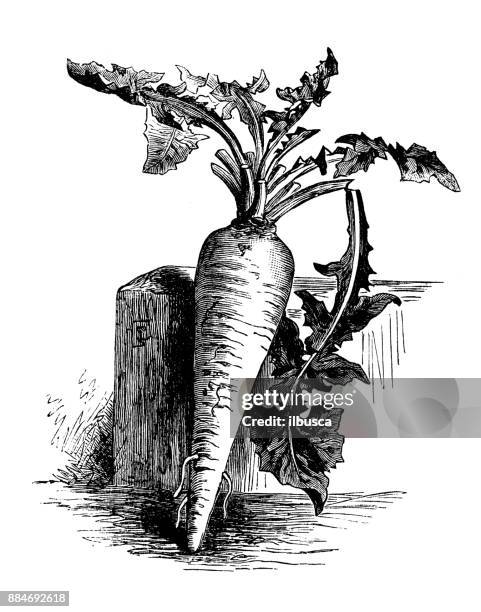 botany vegetables plants antique engraving illustration: rooted chicory - chicory stock illustrations