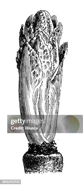 botany vegetables plants antique engraving illustration: chicory - chicory isolated stock illustrations
