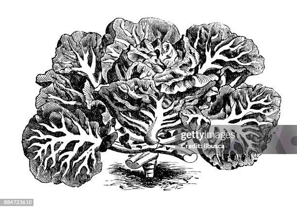 botany vegetables plants antique engraving illustration: portugal cabbage - red cabbage stock illustrations