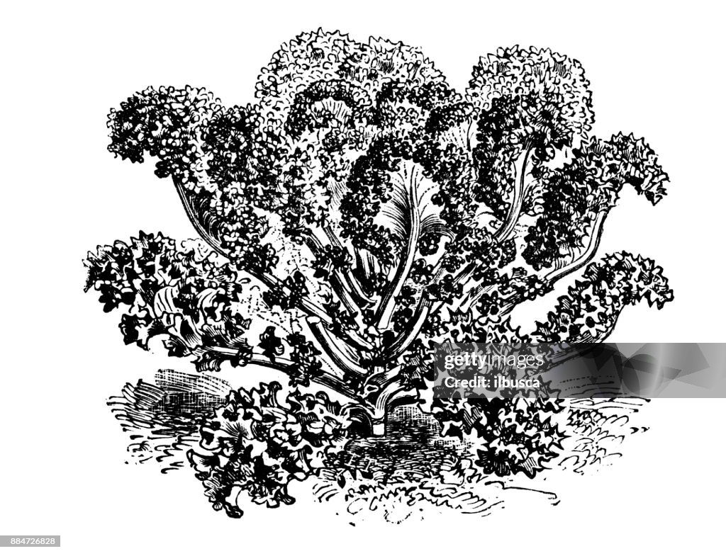 Botany vegetables plants antique engraving illustration: Kale Borecole Green Cabbage