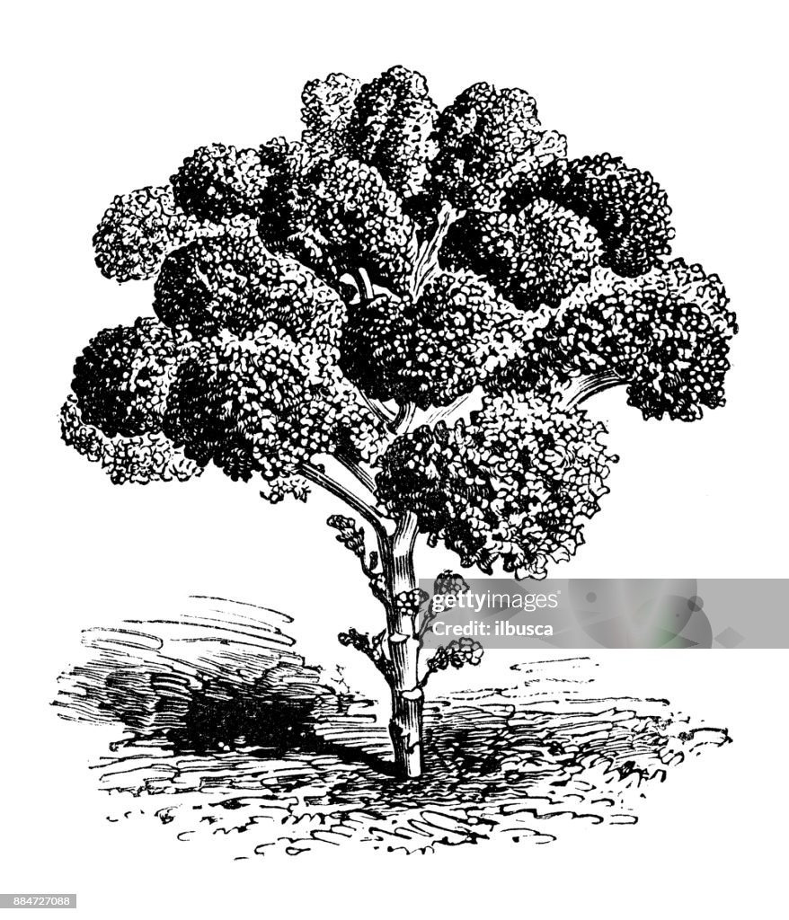Botany vegetables plants antique engraving illustration: Kale Borecole Green Cabbage