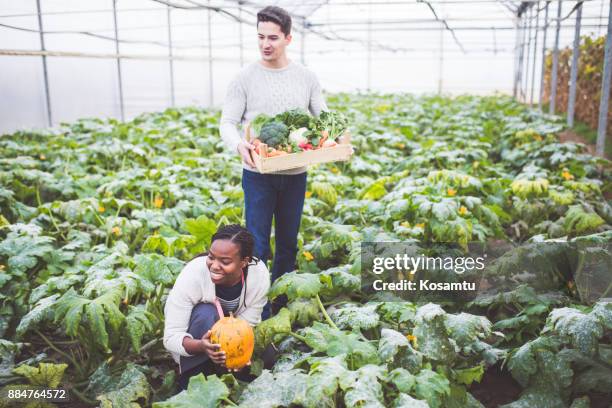 ihre eigene nahrung anbauen - carrot harvest black and white stock-fotos und bilder