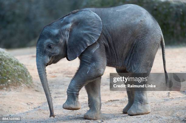 african elephant loxodonta africana, baby - baby elephant walking photos et images de collection