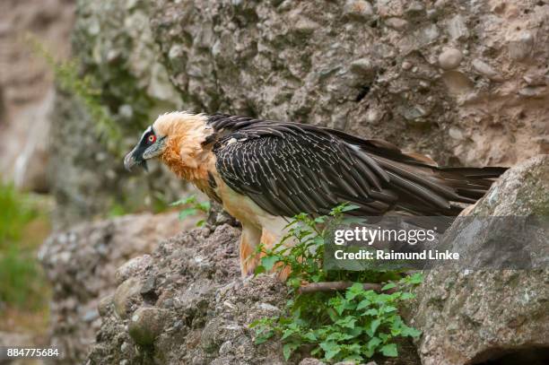 bearded vulture, gypaetus barbatus, switzerland - bearded vulture fotografías e imágenes de stock