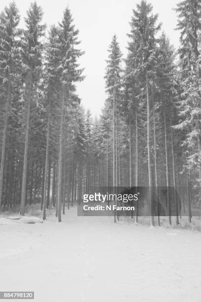 black & white snow covered fir trees, finland. - n farnon stock pictures, royalty-free photos & images