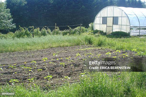Field and greenhouse are pictured at the University of British Columbia on June 10, 2009 in Vancouver, BC, Canada. Vancouver is something of an...