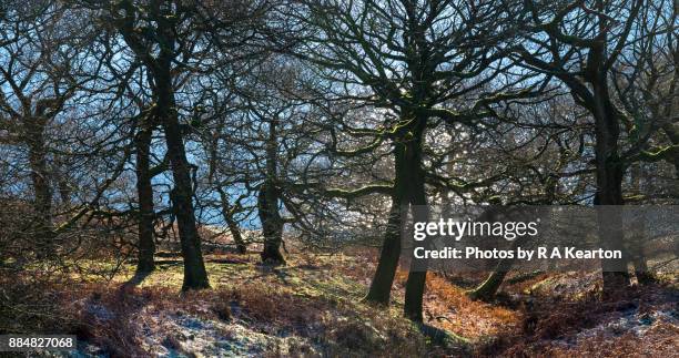 oak woodland on a frosty winter morning - oak woodland stock pictures, royalty-free photos & images
