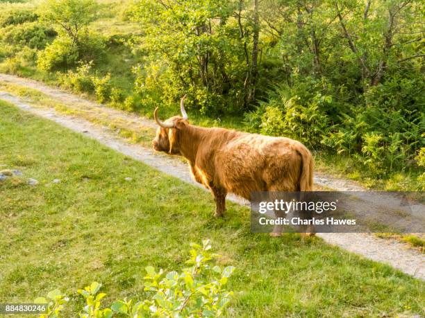 the knoydart peninsular, highlands, scotland, uk - feldweg grüne wiese kühe stock-fotos und bilder