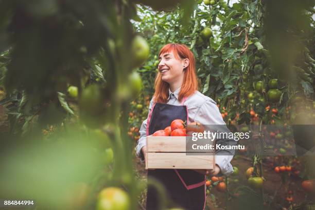 glückliche frau kommissionierung reife tomaten - tomato harvest stock-fotos und bilder