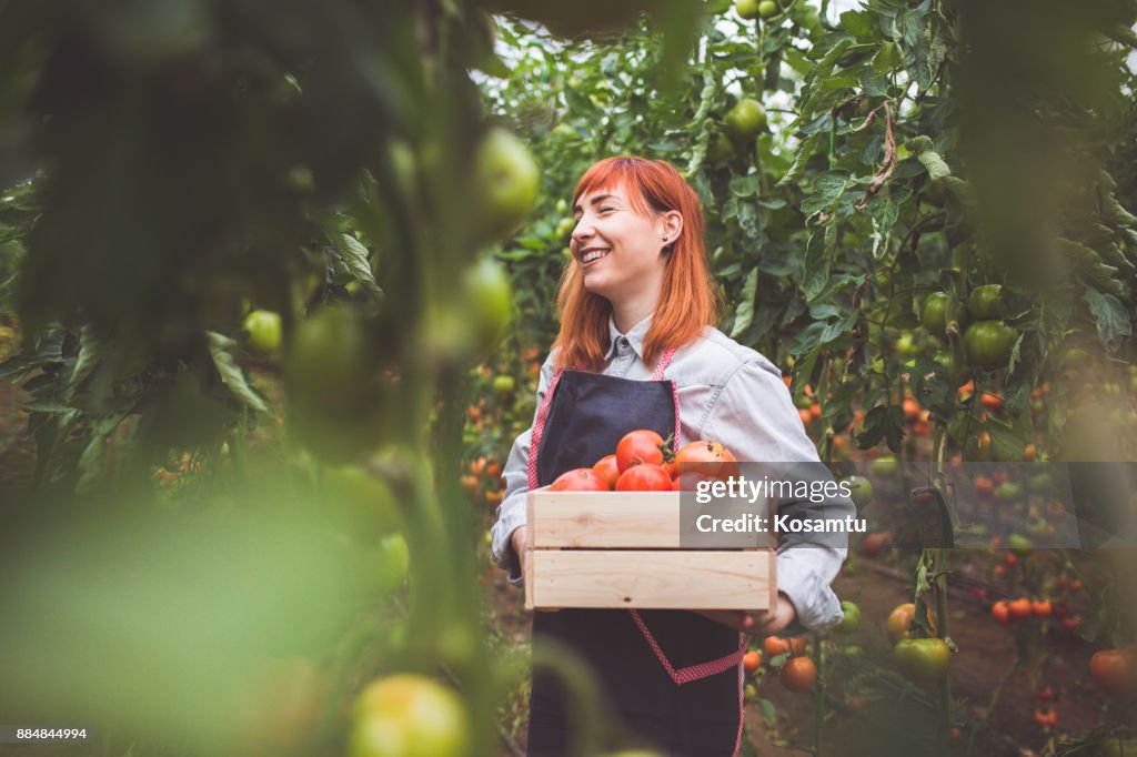 Gelukkige vrouw Picking rijpe tomaten