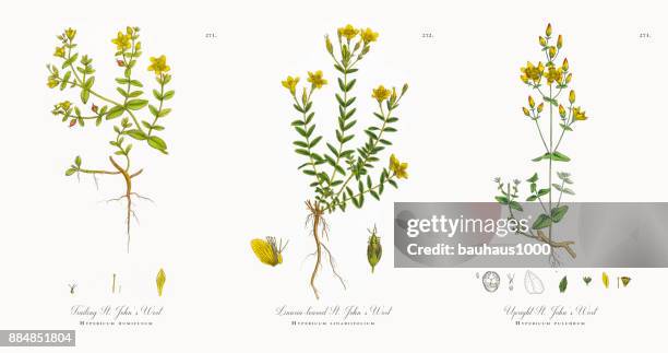 stockillustraties, clipart, cartoons en iconen met zwaaide-gebladerde st. janskruid, hypericum baeticum, victoriaanse botanische illustratie, 1863 - st john's wort