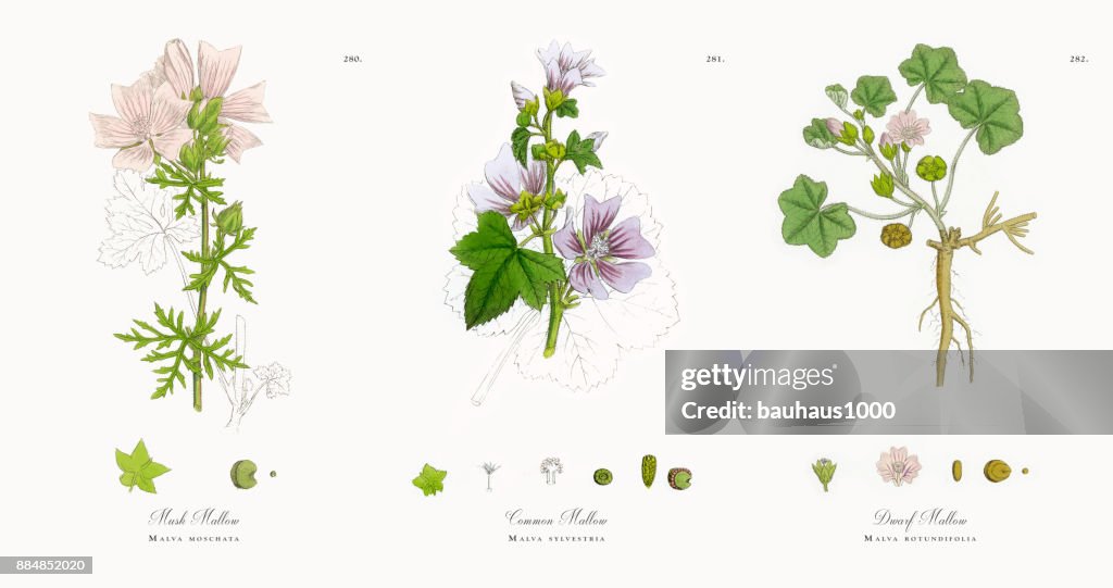 Musk Mallow, Malva moschata, Victorian Botanical Illustration, 1863