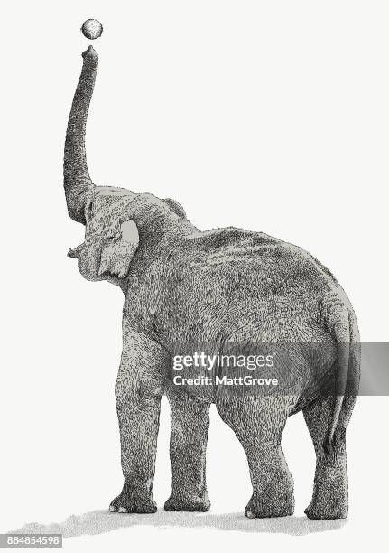ilustrações, clipart, desenhos animados e ícones de bola de jogo do elefante - elephant