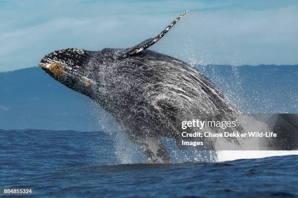 humpback whale breaching - city of monterey californië stockfoto's en -beelden