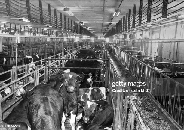 Rindermast: Stall der LPG Herbsleben bei Bad Langensalza - 1986