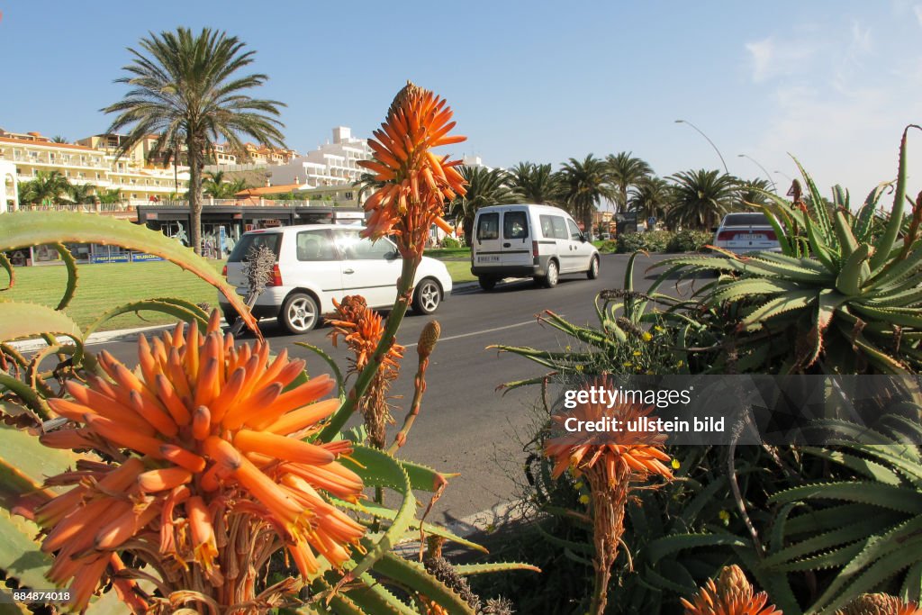 Blumen an Hauptstrasse in Morro Jable auf Fuerteventura/Sued ..