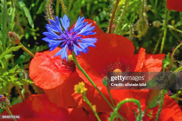 Klatschmohn und Kornblume in einem Rapsfeld- gesehen in der Gemarkung Hannover Kronsberg