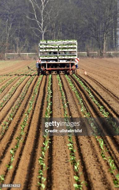 Landwirtschaft. Landwirt aus Ronnenberg bei Hannover beim pflanzen von Blumenkohl .