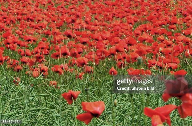 Klatschmohn im Rapsfeld auf dem Kronsberg in Hannover