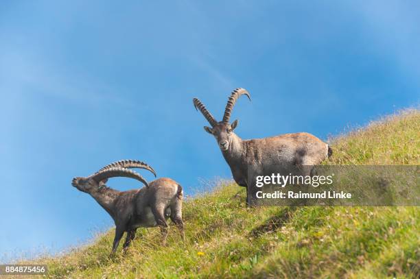 alpine ibex, capra ibex, two animals, switzerland - alpine ibex stockfoto's en -beelden