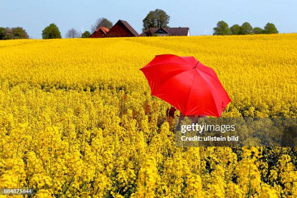 Roter Schirm im blühendem Rapsfeld - gesehen in der Gemarkung Pattensen bei Hannover .