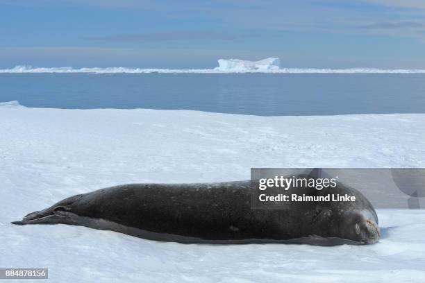 weddell seal, leptonychotes weddelli, lying on ice, snow hill island, weddel sea, antarctic peninsula, antarctica - snow hill island stock pictures, royalty-free photos & images