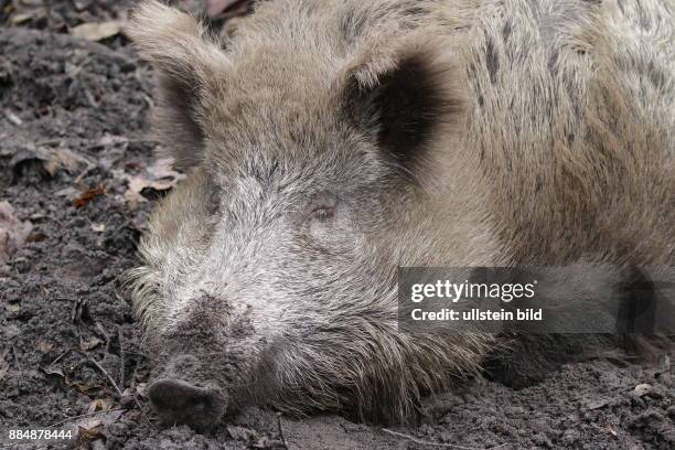 Berlin, Spandauer Forst, Wildschwein