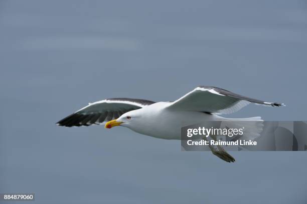 kelp gull, larus dominicanus,  flying, ushuaia, tierra del fuego, argentina, south america - kelp gull stock pictures, royalty-free photos & images