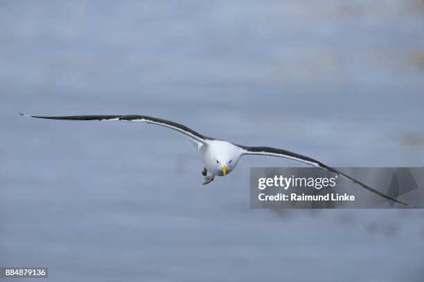 kelp gull, larus dominicanus,  flying, ushuaia, tierra del fuego, argentina, south america - kelp gull stock pictures, royalty-free photos & images