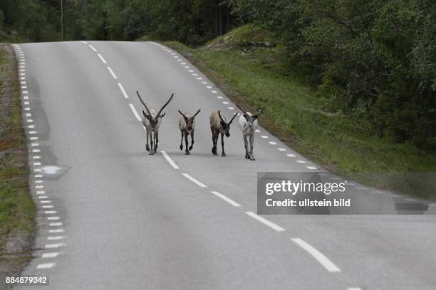 Schweden, Provinz Dalarna, IDRE, der südlichen Begrenzung des Siedlungsgebietes der Sami. Rentier