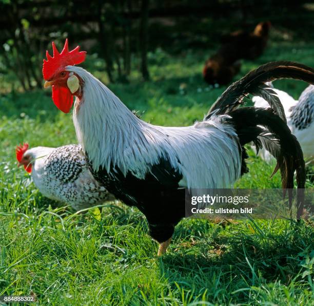 Schmucker Haushahn der Rasse Italiener silberfarbig, freilaufend in oekologischer Haltung mit Huehnern der Rasse Ostfriesische Moewen auf gruener...