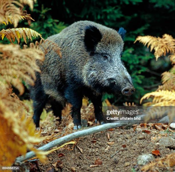 Wildschwein verhofft im Unterholz hinter vertrockneten Farnwedeln