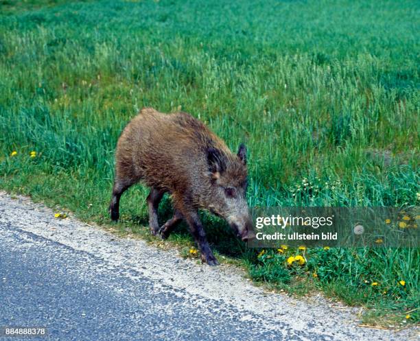 Junges Wildschwein, ein Ueberlaeufer, als einsamer Wanderer unbeirrt unterwegs entlang der Saechsischen Weinstrasse