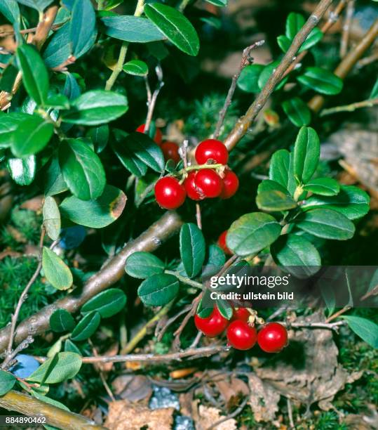 Rot leuchten die Preiselbeeren aus den immergruenen Straeuchern am Waldboden