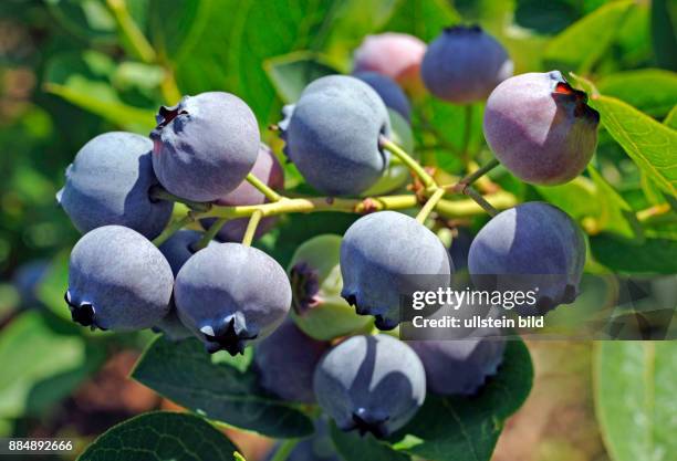 Die ertragreiche Kultur-Heidelbeere, auch Riesenheidelbeere, Hohe Blaubeere oder Hochbusch-Blaubeere, Vaccinium corymbosum stammt aus Nordamerika und...