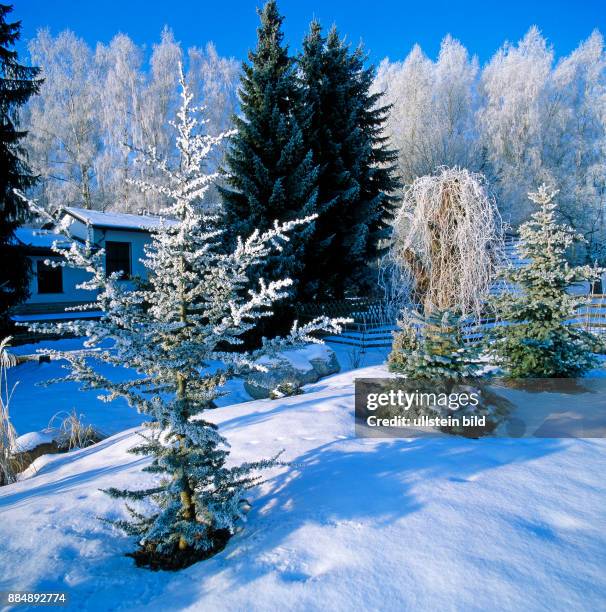 Winterliche Gartenanlage mit verschneiten Gehoelzen und mit Raureif behangenen Baeumen