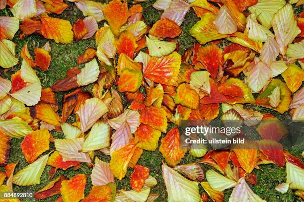 Herbstbuntes Laub des Zaubernuss-Strauches Hamamelis mollis, eines dekorativen Ziergehoelzes im herbstlichen Garten