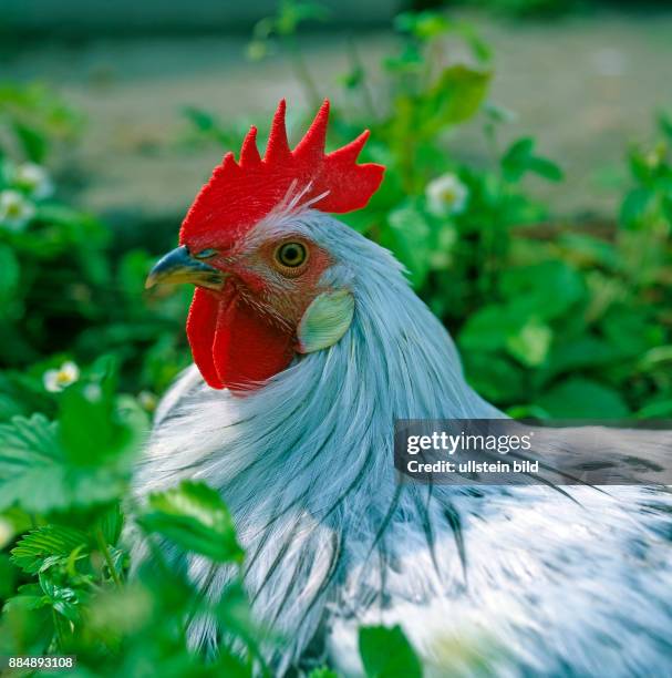 Portraet schmucker Haushahn der Rasse Italiener silberfarbig, freilaufend in oekologischer Haltung auf gruener Wiese