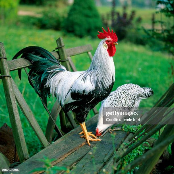 Haushahn Rasse Italiener silberfarbig mit Huhn der Rasse Ostfriesische Moewen frilaufend auf rustikalem Leiterwagen in der Wiese