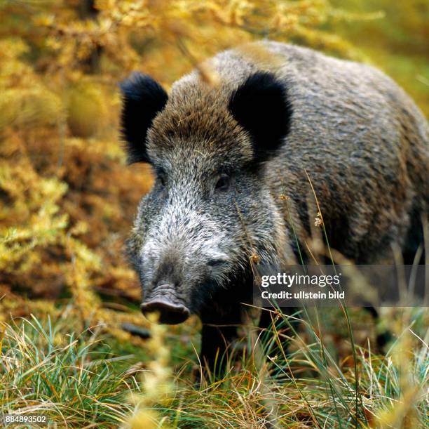 Wildschweinbache wechselt auf Nahrungssuche durch das Unterholz