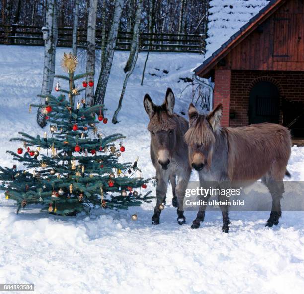 Esel am geschmueckten Weihnachtsbaum auf verschneiter Koppel