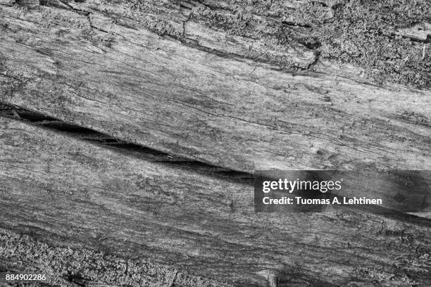 close-up of an old gray tree trunk with moss texture background in black and white. - bryophyte stock pictures, royalty-free photos & images