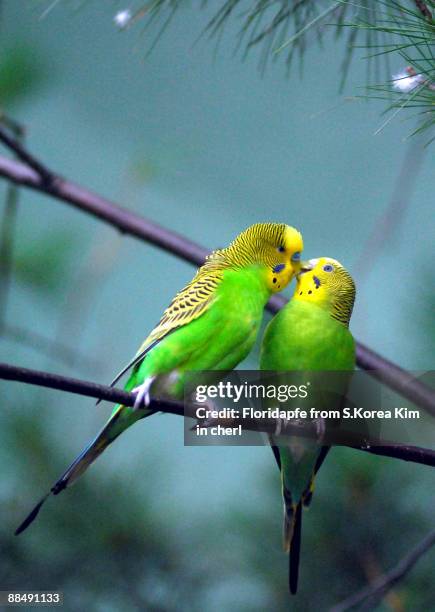 parakeet kiss - budgerigar stock pictures, royalty-free photos & images