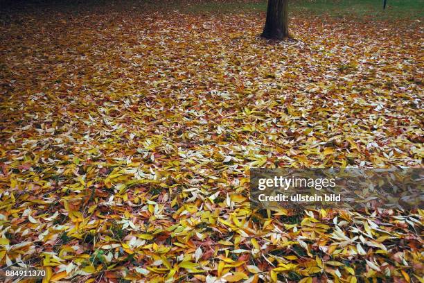 Kahle Baeume, Herbstlaub am Boden kuenden naechste Jahreszeit an.