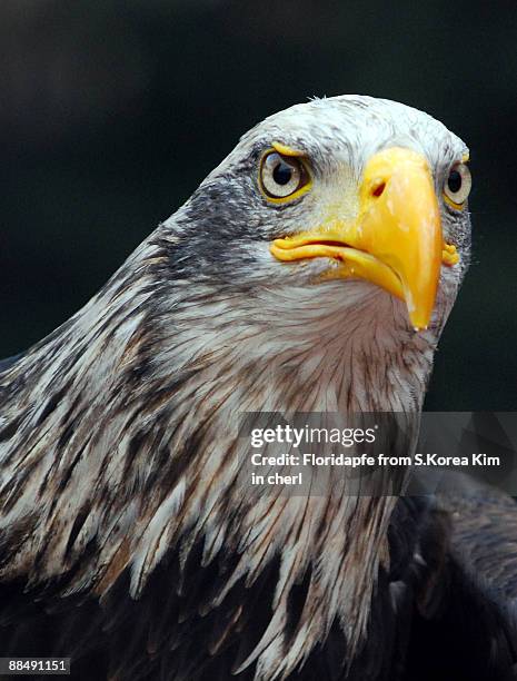 american bald eagle - eagle eye stock pictures, royalty-free photos & images