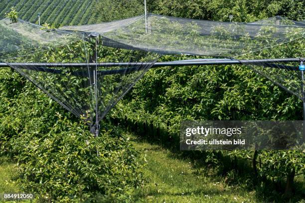 Über Plantagen von Obst wurde Netze gegen Unwetter und Hagel aufgehängt. Schützen Obst und Pflanzen von Unwettern.